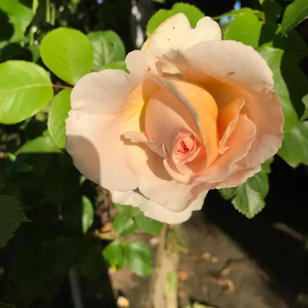 בית כפרי La Maison D Helene Masdelsol Cambes (Lot)